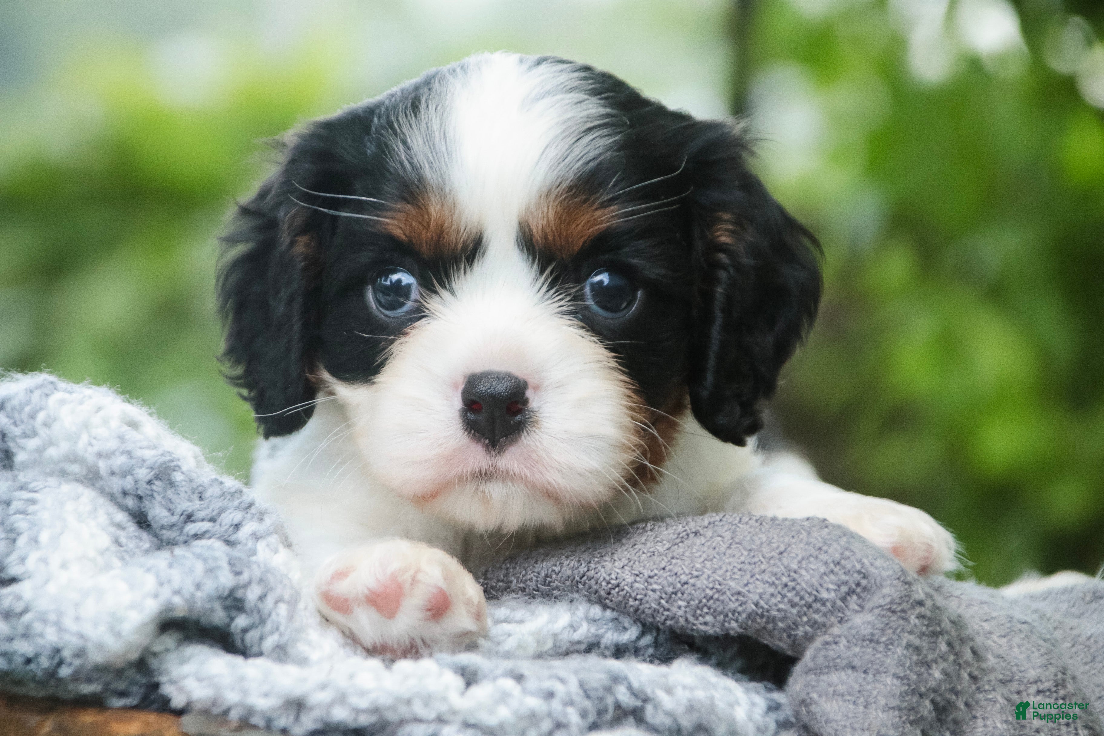 Cavalier King Charles Spaniel dogs Buddy - Ad 2