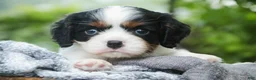 Cavalier King Charles Spaniel dogs for sale: Buddy - Ad 2