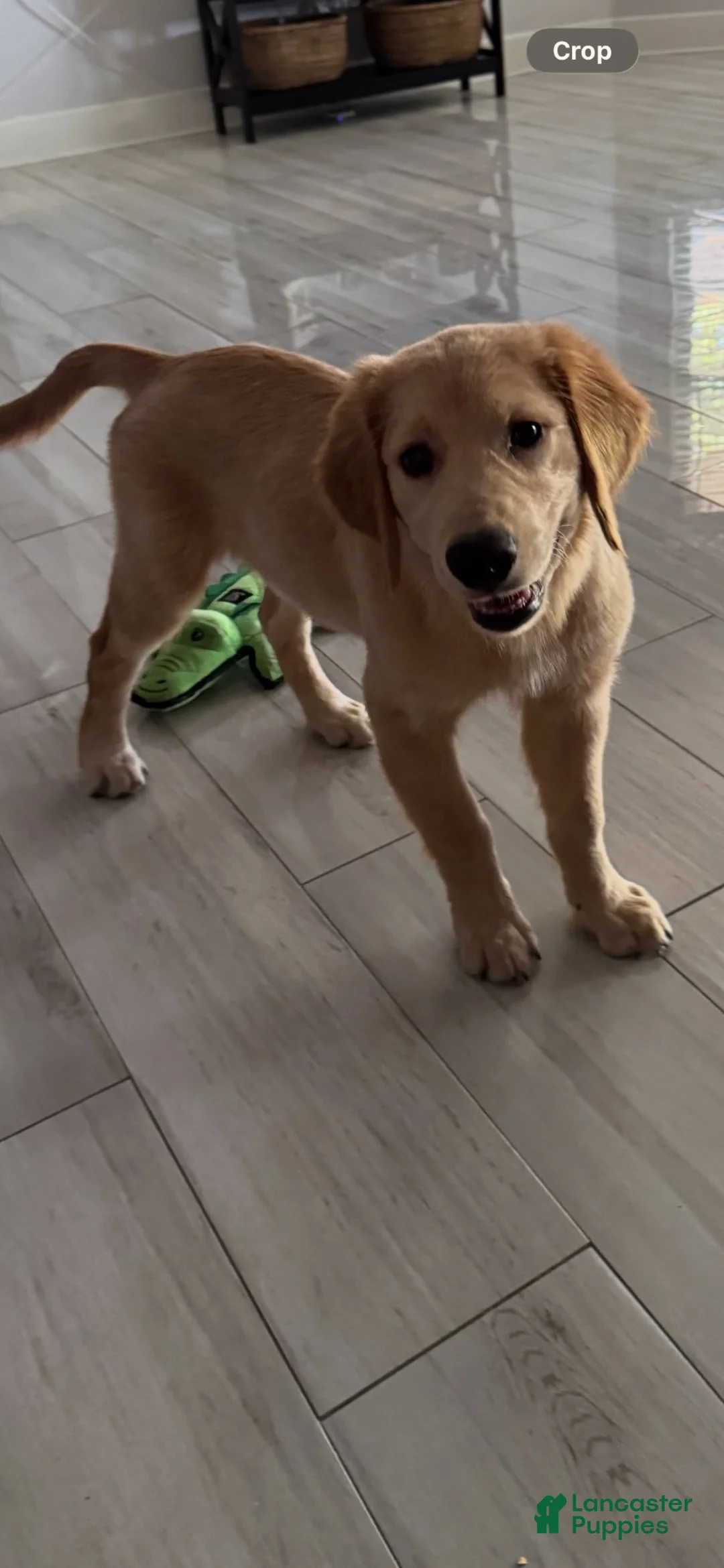 Golden Retriever dogs for sale: Golden Retriever 1 - Ad 2