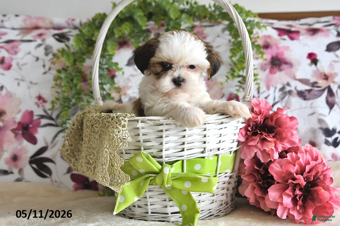 Shih Tzu dogs for sale: Terry - Ad 5