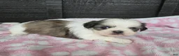 Mixed Breed dogs for sale: Shinese Lulu - Ad 2