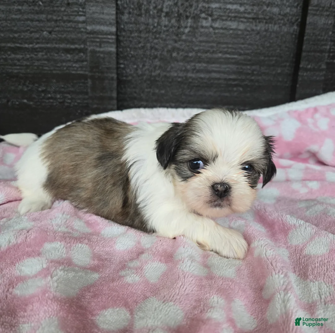 Mixed Breed dogs for sale: Shinese Lulu - Ad 2