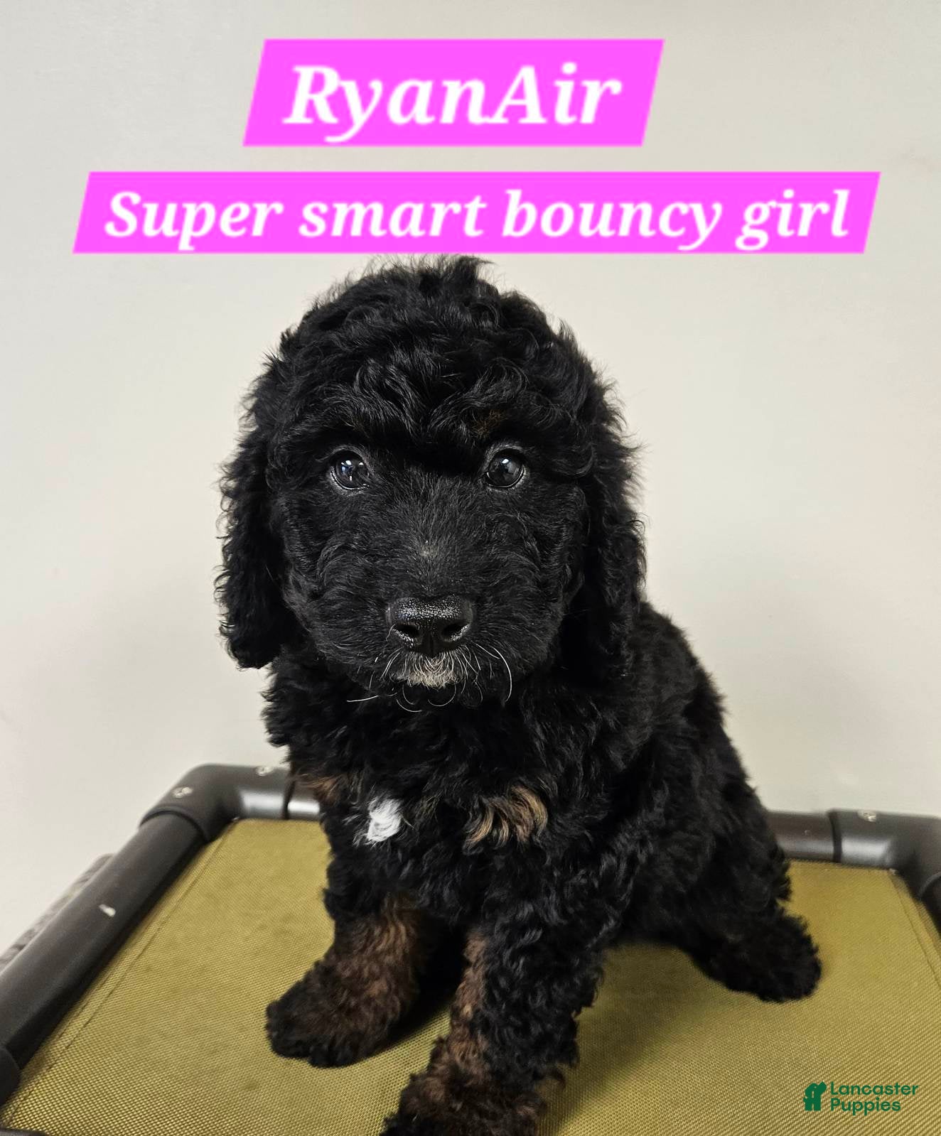 Bernedoodle dogs RyanAir - Ad 21