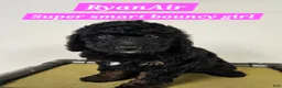 Bernedoodle dogs for sale: RyanAir - Ad 1