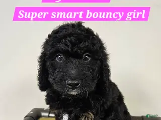 Bernedoodle dogs RyanAir - Ad 21