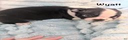 Boston Terrier dogs for sale: Wyatt - Ad 3