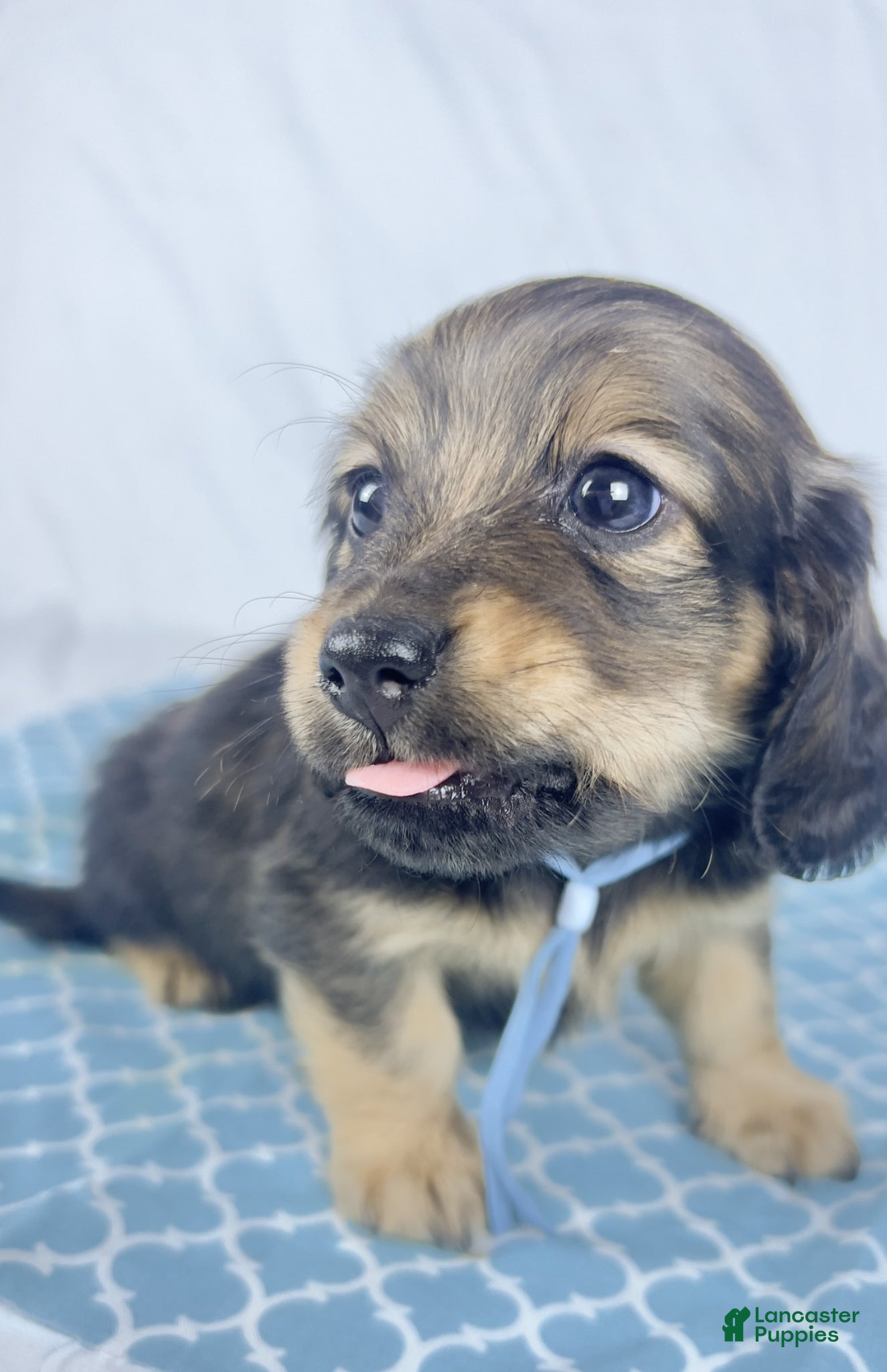 Miniature Dachshund dogs Coca-cola - Ad 36