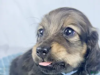 Miniature Dachshund dogs Coca-cola - Ad 36