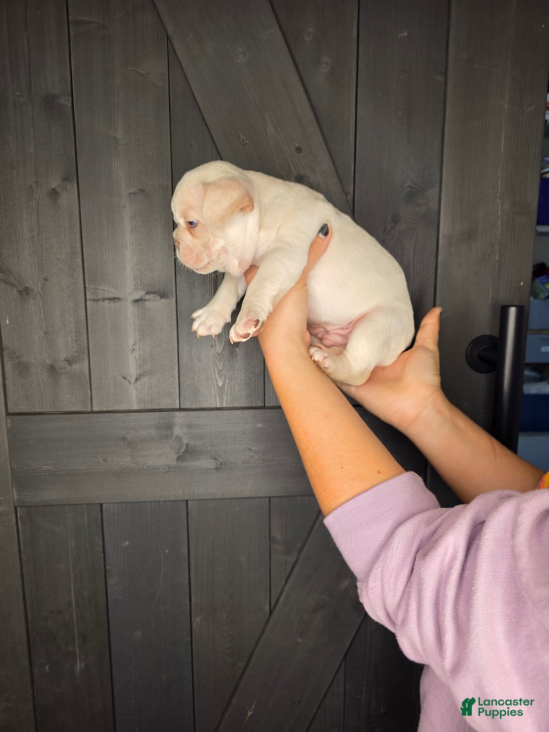 French Bulldog dogs for sale: French Bulldog Puppy 1 - Ad 5