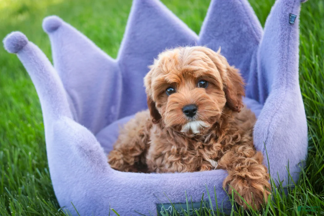 Cavapoo dogs for sale: Haven - Ad 2