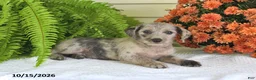 Mixed Breed dogs for sale: Chloe - Ad 3