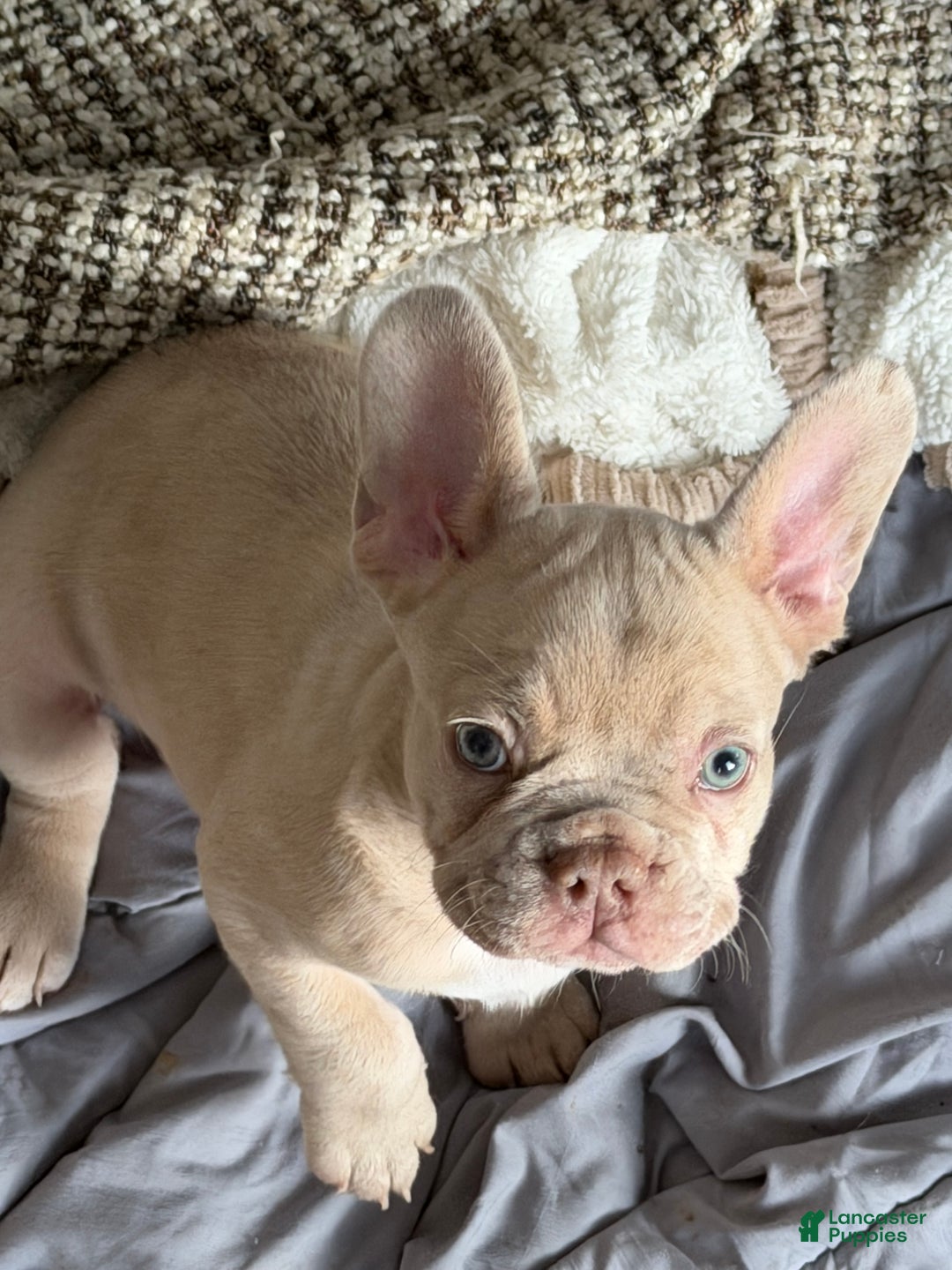 French Bulldog dogs for sale: French Bulldog Puppy 1 - Ad 10