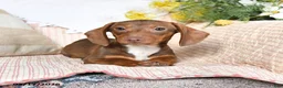 Dachshund dogs for sale: Mitzi - Ad 4