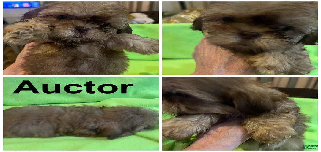 Gallery Image {{count}}