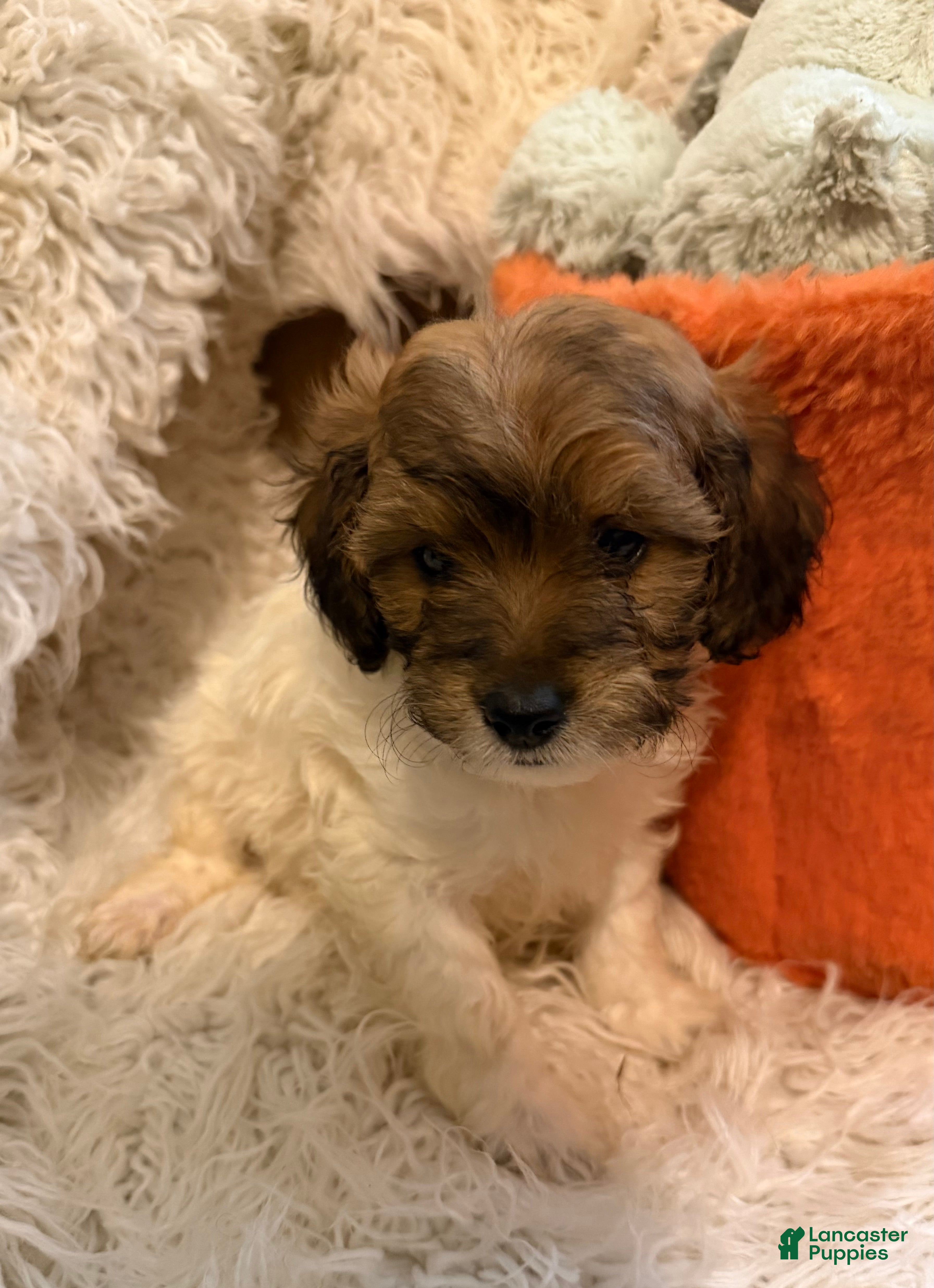 Lhasapoo dogs Lil’ Lylez - Ad 1