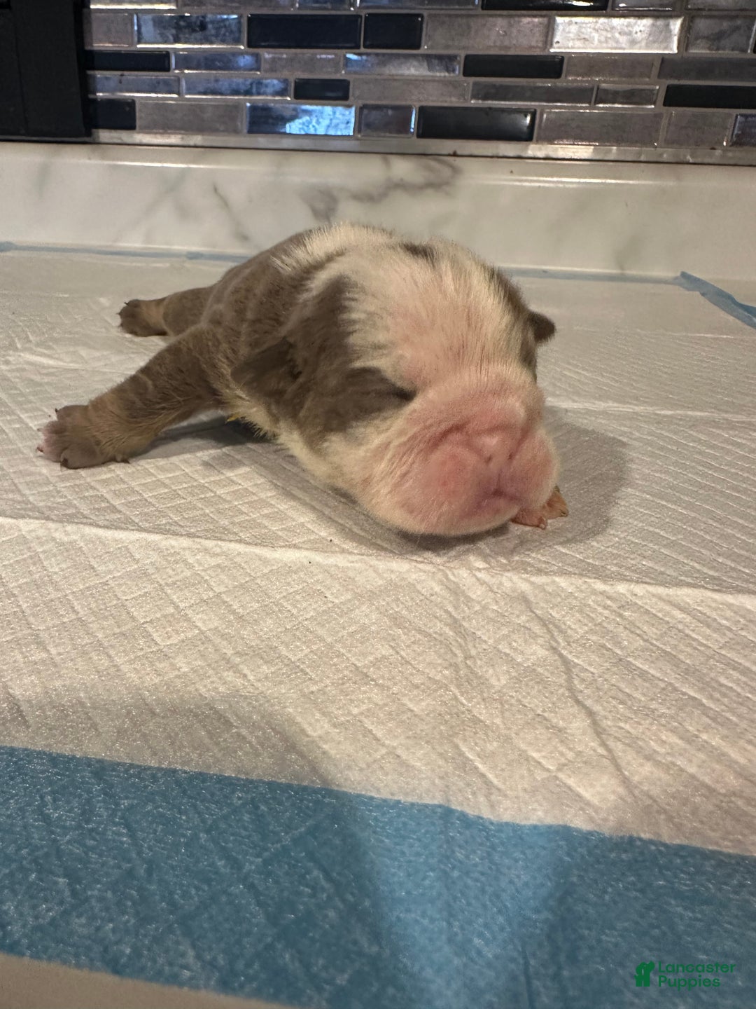 English Bulldog dogs for sale: Lilac and White Male - Ad 39