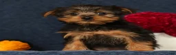 Yorkshire Terrier dogs for sale: Queenie - Ad 2