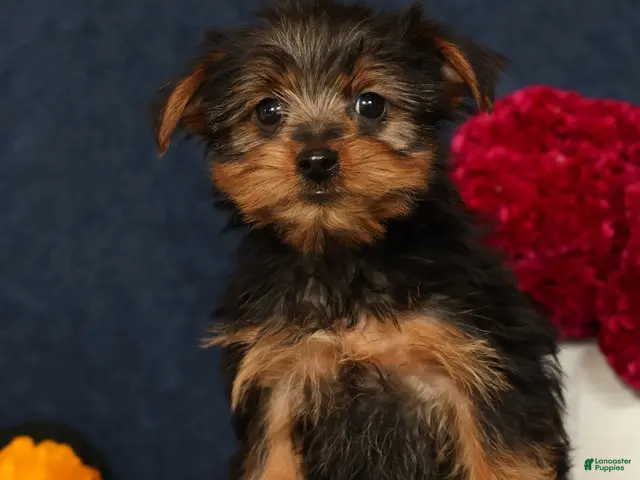 Yorkshire Terrier dogs Queenie - Ad 2