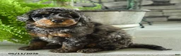 Yorkiepoo dogs for sale: Joko - Ad 4