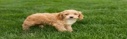 Cockapoo dogs for sale: Barbara  - Ad 4