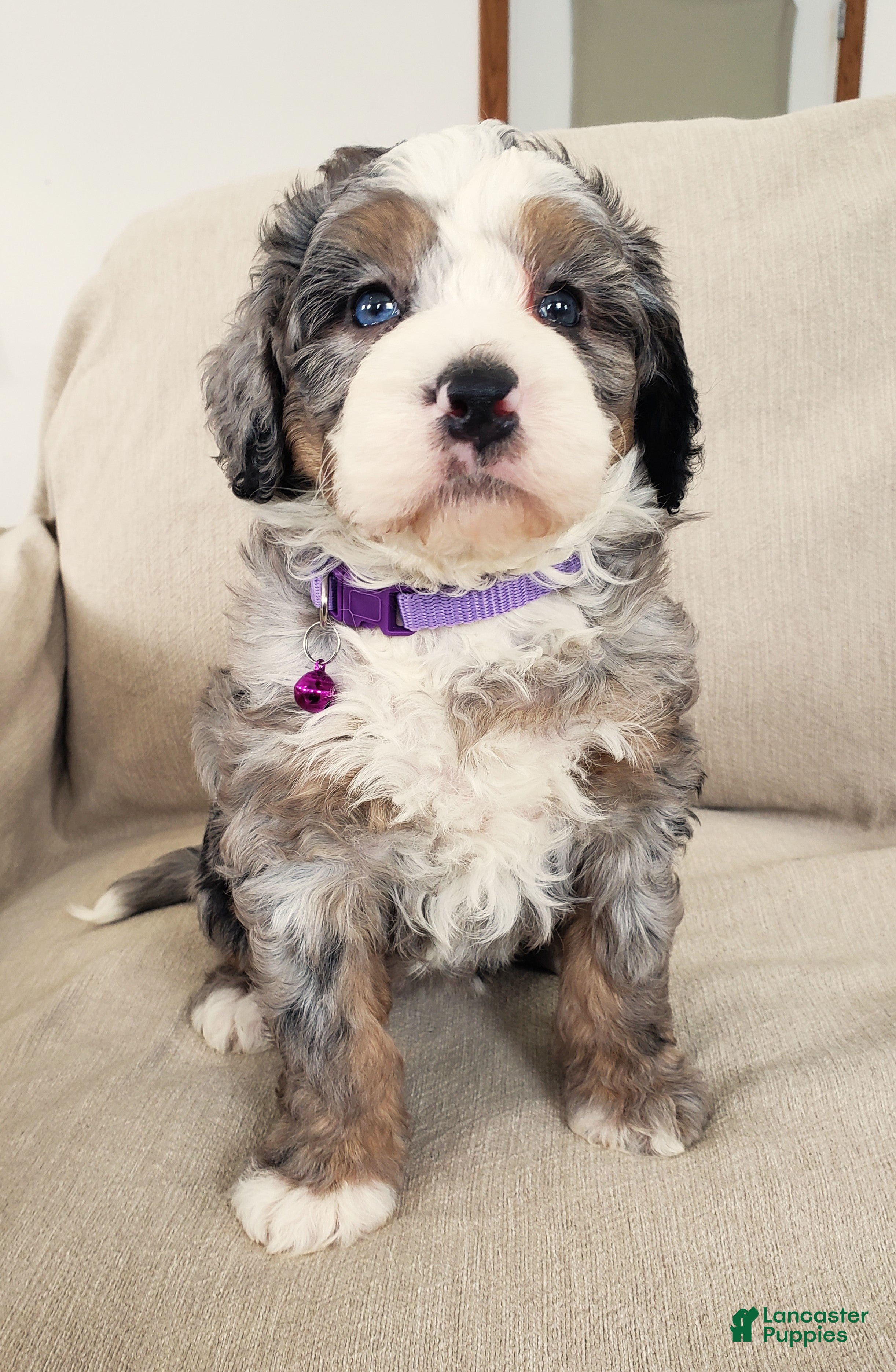 Mini Bernedoodle dogs Flora - Ad 11