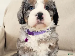 Mini Bernedoodle dogs Flora - Ad 11