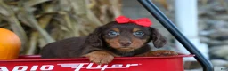 Miniature Dachshund dogs for sale:  Zane 🦴 - Ad 11