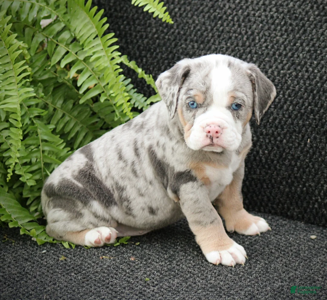 Beabull dogs for sale: Bailey - Ad 1