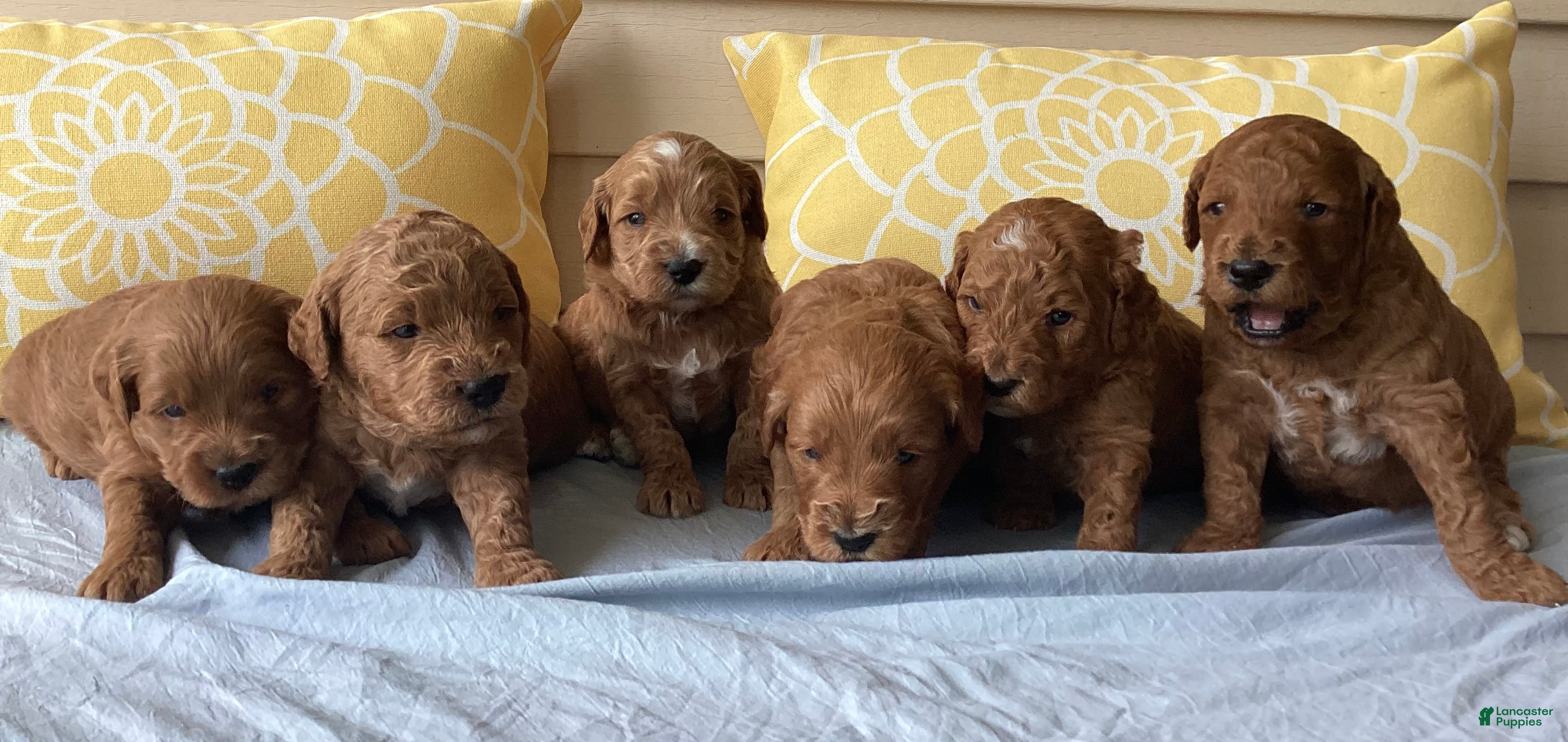Mini Goldendoodle dogs Mini Goldendoodle “Axel” - Ad 2