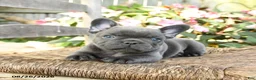 French Bulldog dogs for sale: Ka Choo - Ad 3
