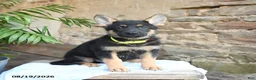 German Shepherd dogs for sale: Nacho - Ad 1