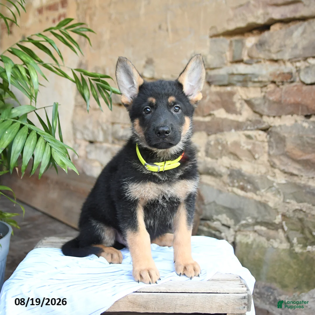 German Shepherd dogs for sale: Nacho - Ad 1