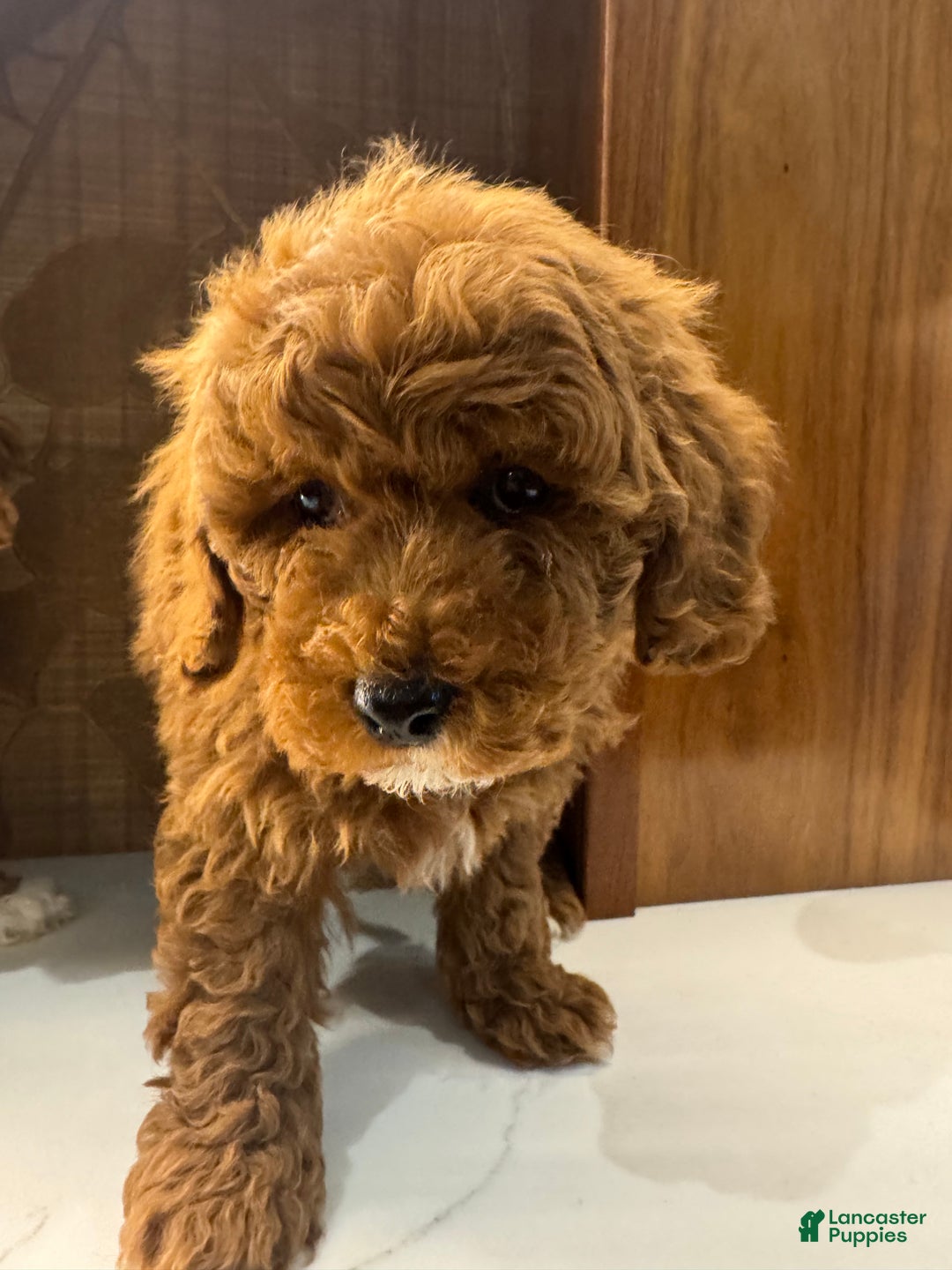 Toy Poodle dogs for sale: Cinnamon  - Ad 2