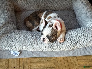 French Bulldog dogs French Bulldog Puppy 2 - Ad 31
