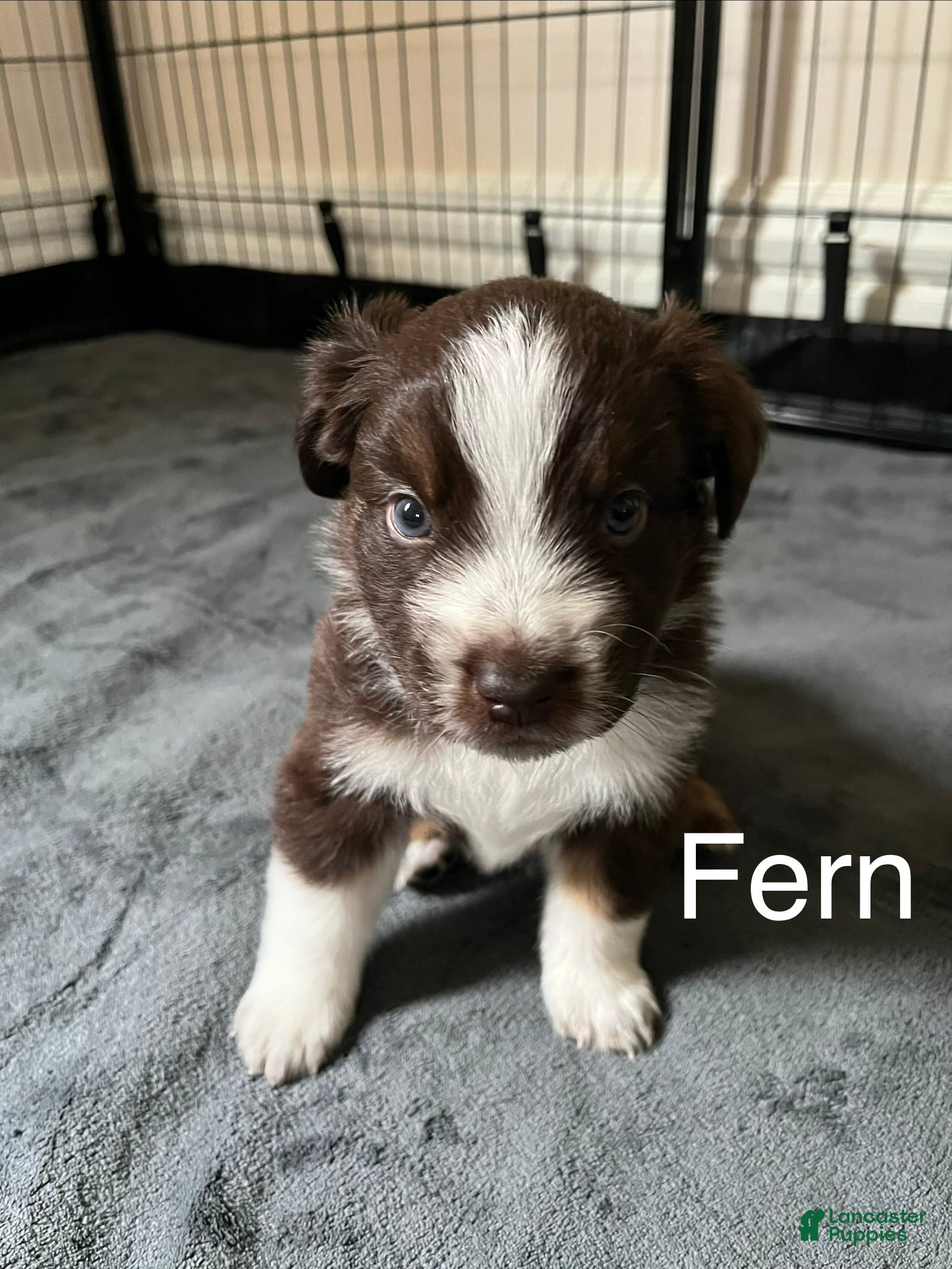 Australian Shepherd dogs Fern - Ad 5
