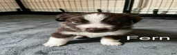 Australian Shepherd dogs for sale: Fern - Ad 2