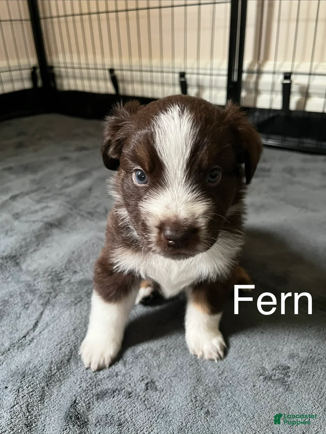 Australian Shepherd dogs for sale: Fern - Ad 2