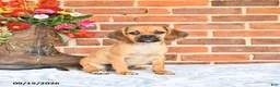 Puggle dogs for sale: Star - Ad 4
