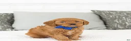Toy Poodle dogs for sale: Willie - Ad 3