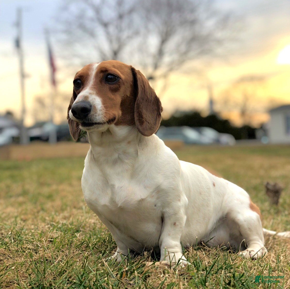 Miniature Dachshund dogs for sale: Axel - Ad 5