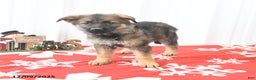 German Shepherd dogs for sale: Lassie - Ad 4