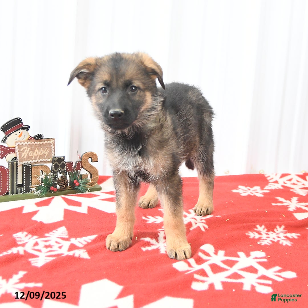 German Shepherd dogs for sale: Lassie - Ad 4