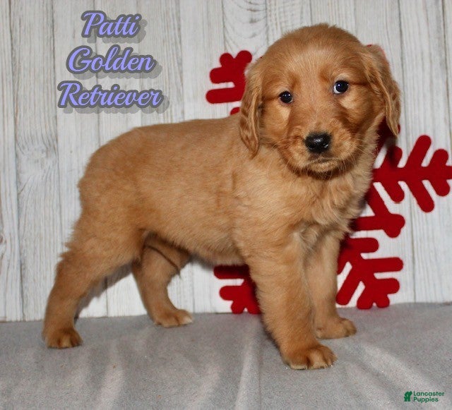 Golden Retriever dogs Patti - Ad 8