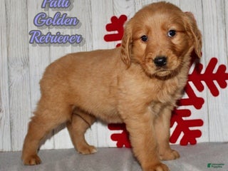 Golden Retriever dogs Patti - Ad 18