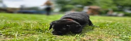 Labrador Retriever dogs for sale: Buck - Ad 4