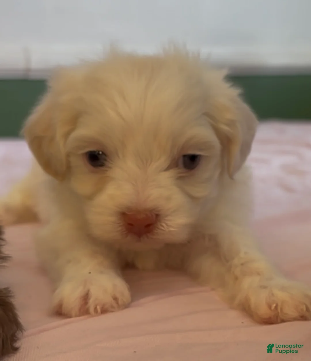 Shorkie dogs for sale: Shorkie Puppy 1 - Ad 12