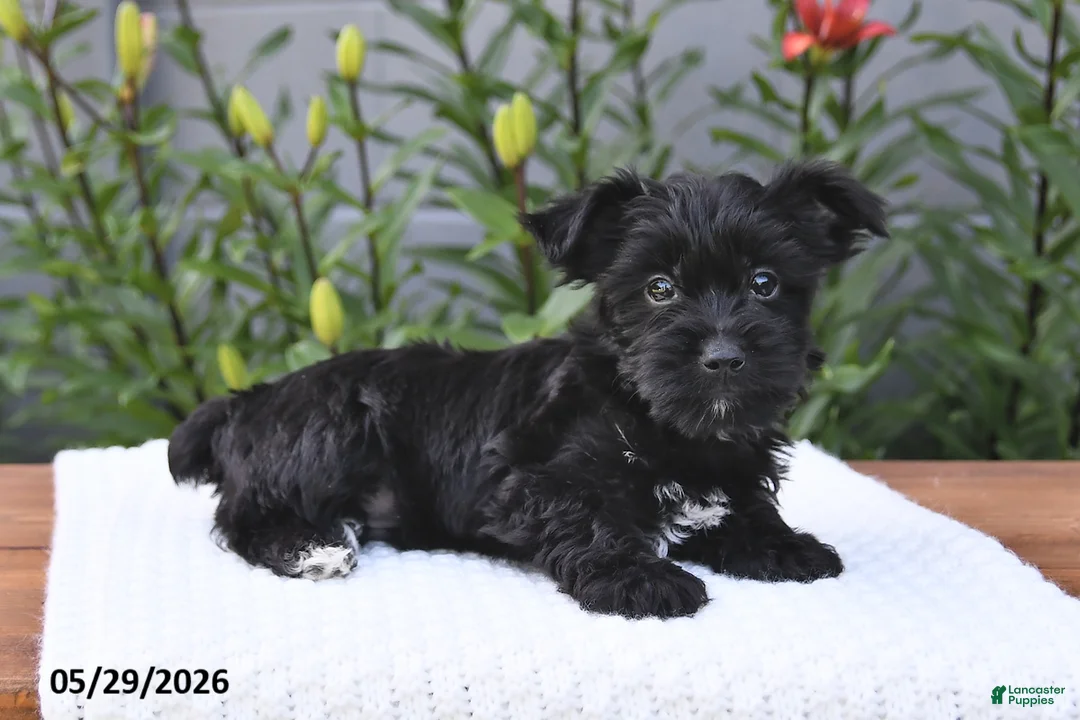 Yorkiepoo dogs for sale: Max - Ad 1
