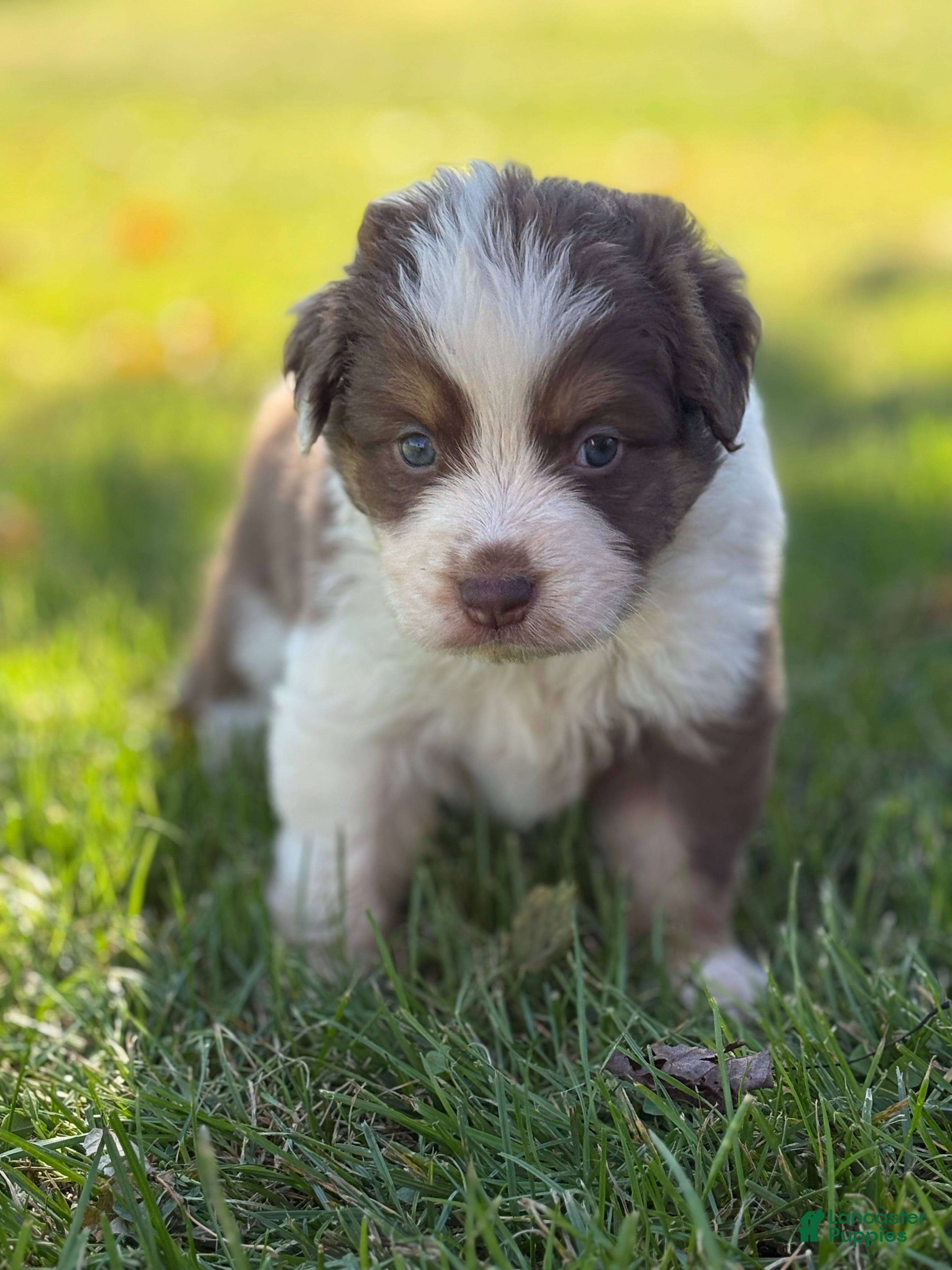 Australian Shepherd Puppies for sale in Harrisburg, Pennsylvania