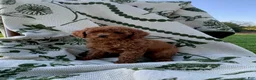 Toy Poodle dogs for sale: Elsa - Ad 2