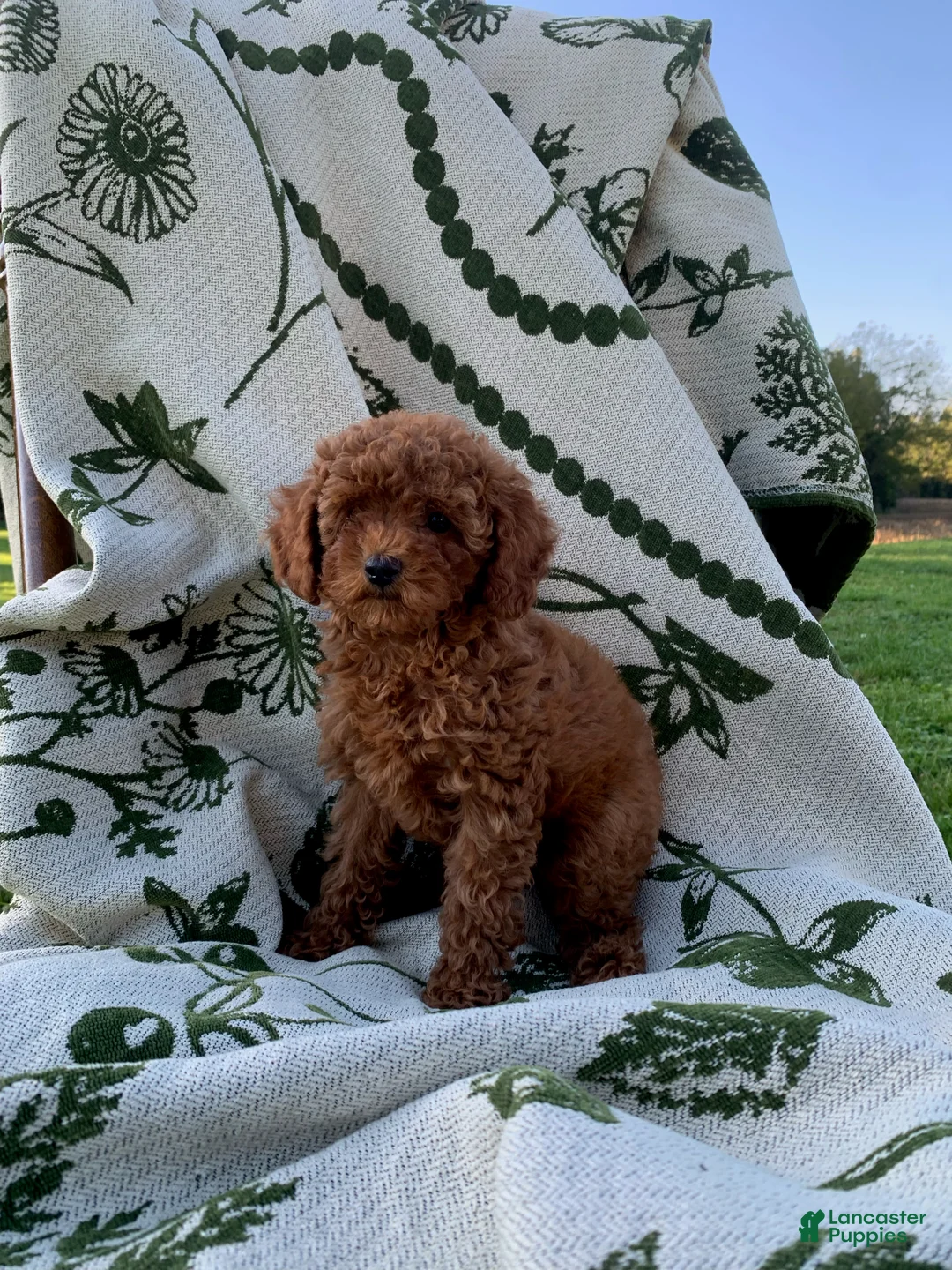Toy Poodle dogs for sale: Elsa - Ad 2